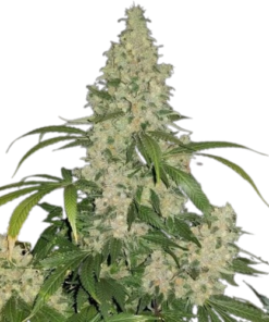 Order Critical Mass Seeds