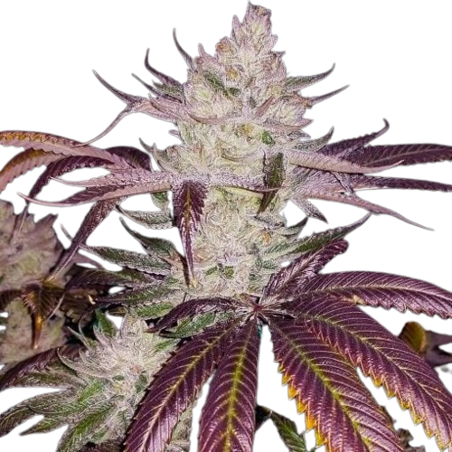 Get Platinum Cookies Seeds 1 Get Platinum Cookies Seeds