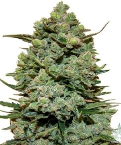 Girl Scout Cookies Seeds (GSC)