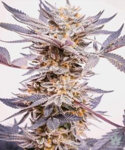 Granddaddy Purple Seeds