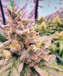 Pineapple Auto Seeds