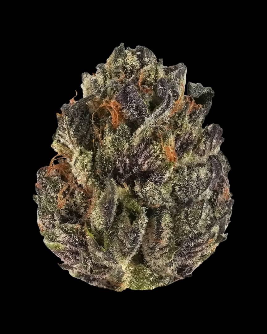 "Buy Tropicana Cookies Strain - Citrus & Sweet Cannabis" 1 Buy Tropicana Cookies Strain