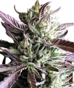 Gelato Marijuana Seeds For Sale