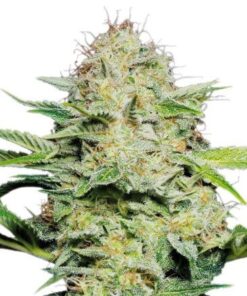 Kashmir Kush Seeds