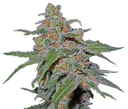 Our Purple Urkle Seeds 1 Purple Urkle Seeds