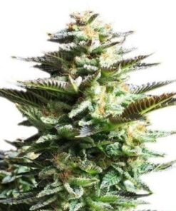 White Fire Alien Kush Seeds