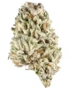 Buy Biscotti Indica Strain