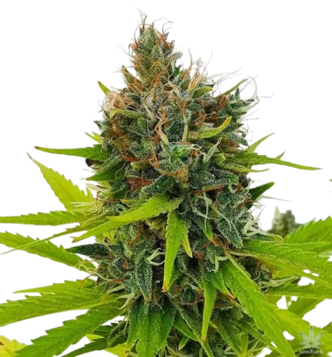 Northern Lights #5 Seeds 1 Northern Lights #5 Seeds