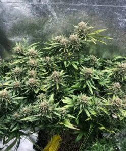 Autoflower Seeds For Sale