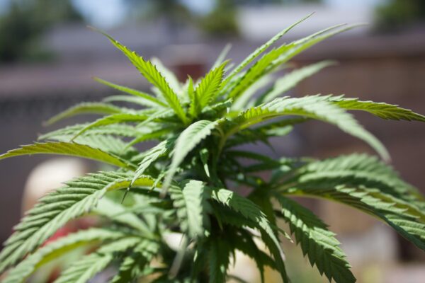 Sativa Seeds For Energizing Growth