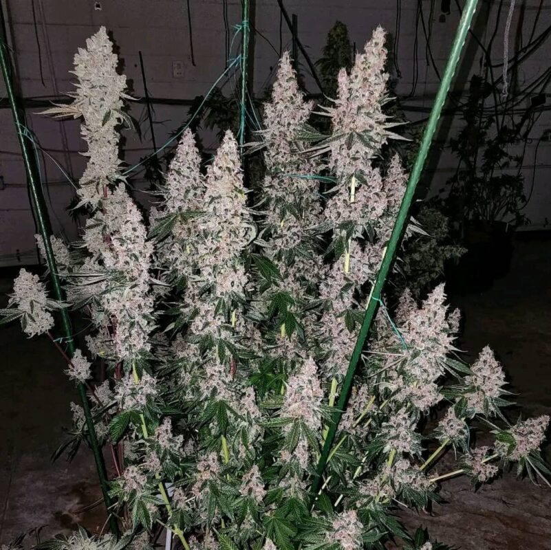 High Thc Seeds For Potent Results