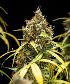 Home 24 Watermelon Auto