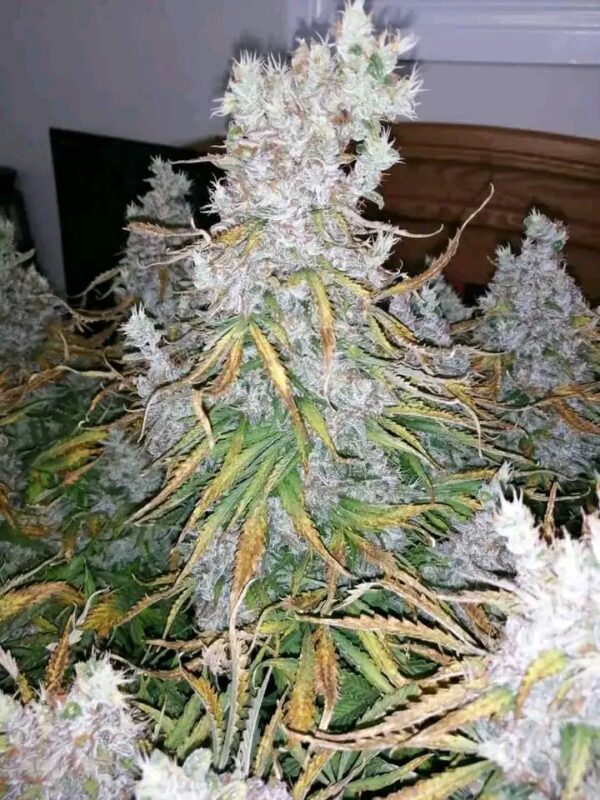 Autoflowering Cannabis Seeds Grower