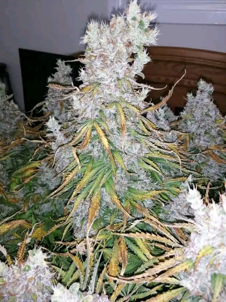 Autoflowering Cannabis Seeds Grower