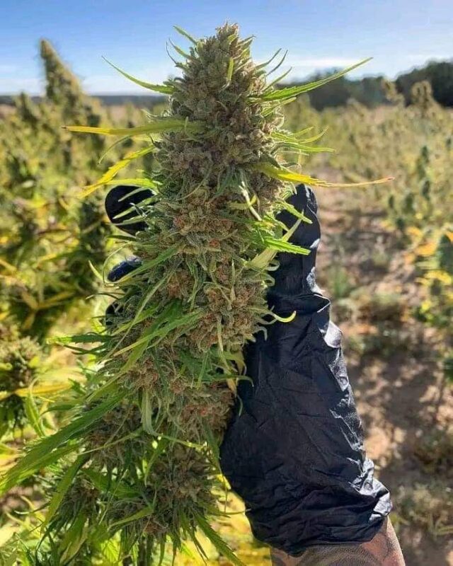 Fb Img 1719268015229