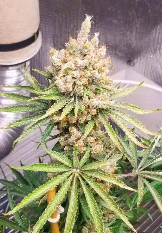 High-Quality Cannabis Seeds Usa