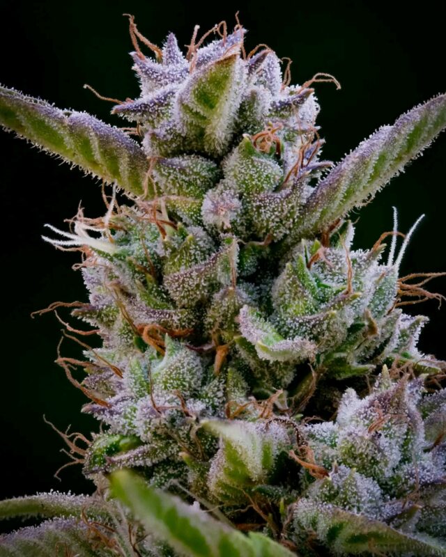 Online Cannabis Seed Bank Usa