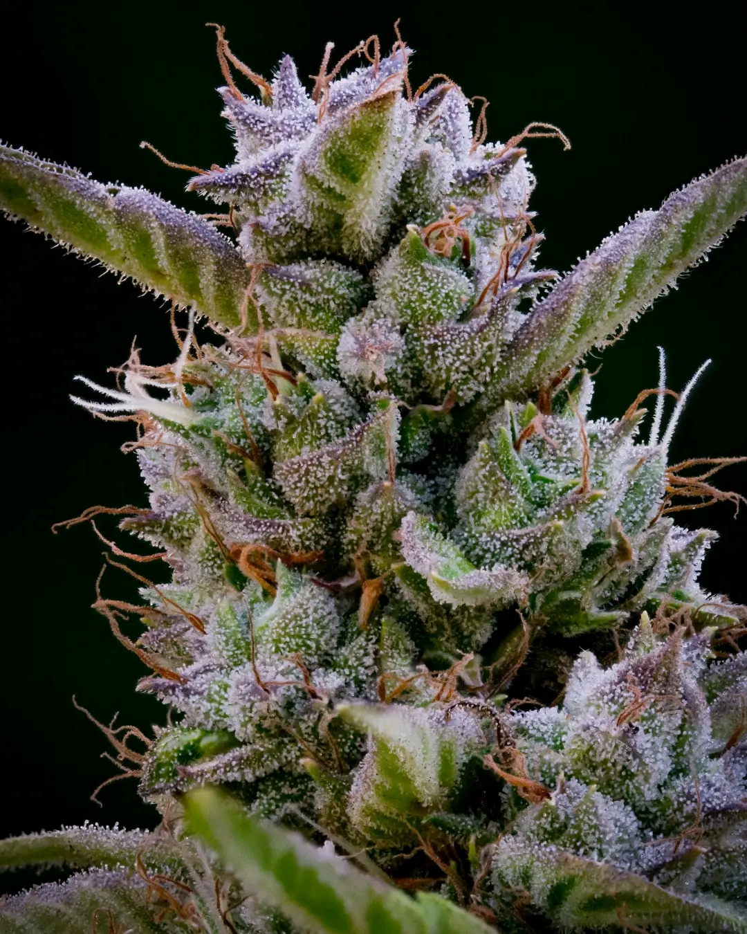 Online Cannabis Seed Bank Usa