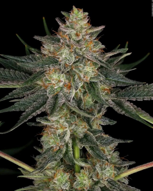 Fb Img 17313109814469269