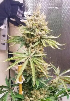 Fb Img 17313128468079597