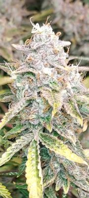 Fb Img 17361237535158167 1