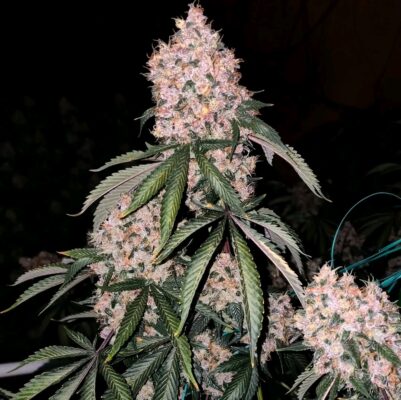 Fb Img 17362500431363527