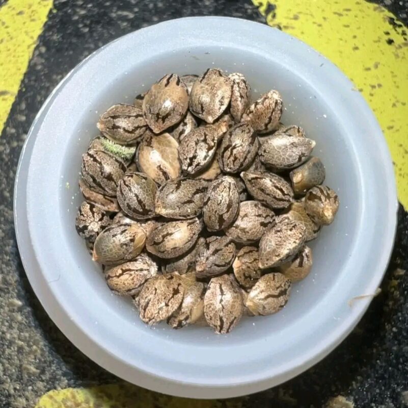 Feminized Marijuana Seeds For Sale Usa