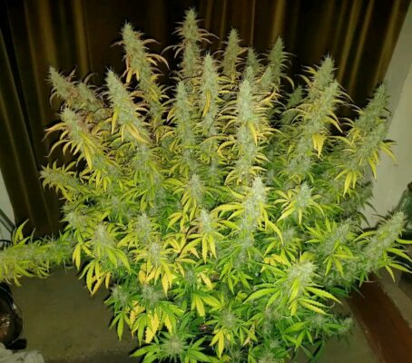 Fb Img 17367563547466524