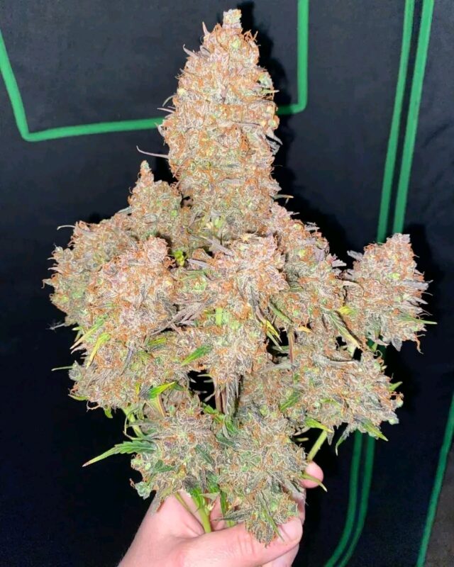 Fb Img 17367564023390060 1