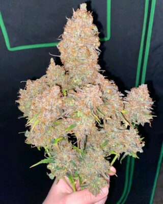 Fb Img 17367564023390060