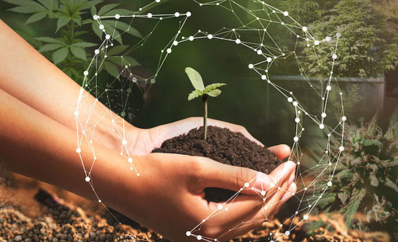 Buy Feminized Marijuana Seeds