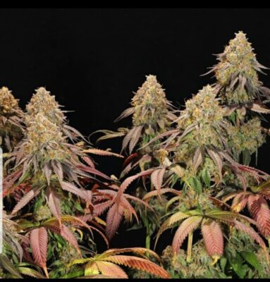 WHERE TO BUY LEGENDARY OG PUNCH HIGH CBD SEEDS ONLINE 2 20250627 010349