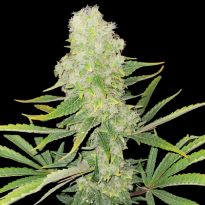 Northern Lights Cannabis Seeds Png 101014 500X500 1