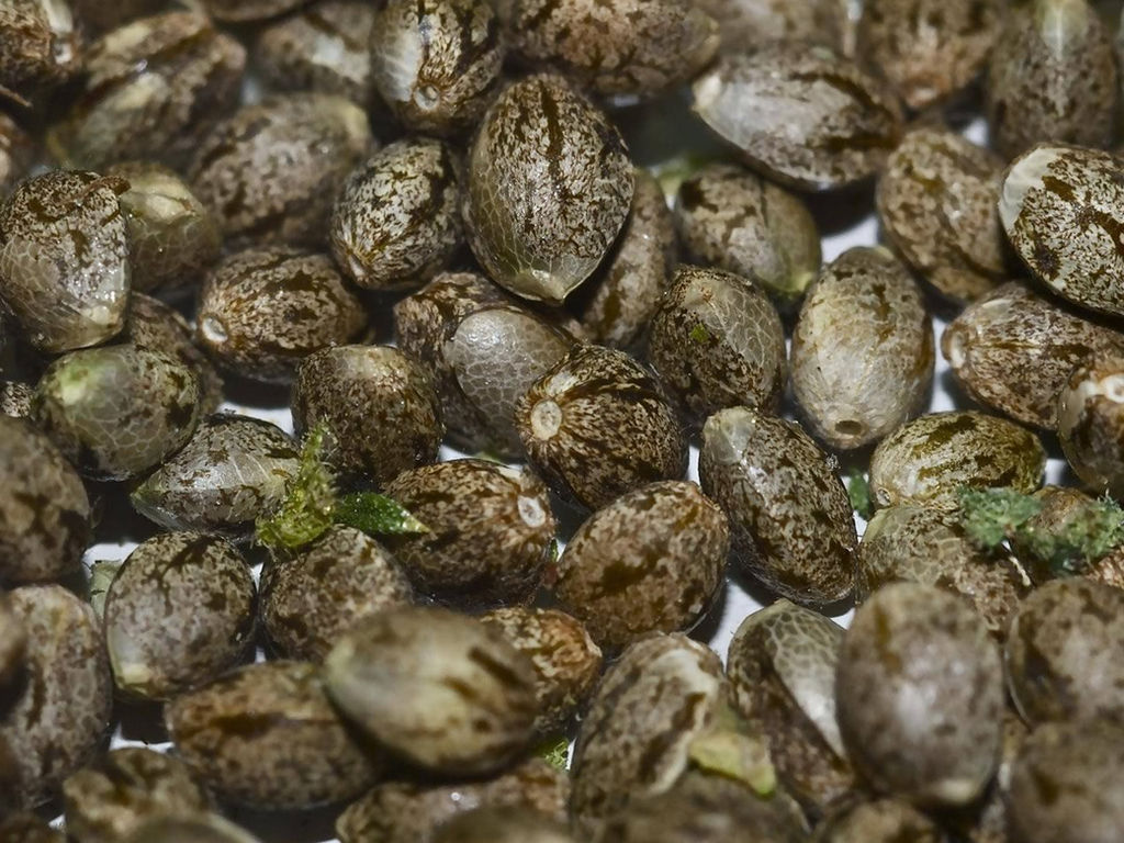 How To Germinate A Cannabis Seed