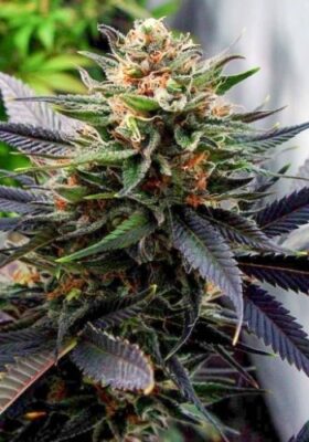 BUY GELATO MARIJUANA SEEDS ONLINE 1 Gelato33 Concrete Jungle Seeds
