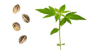 Cannabis Seeds For Sale