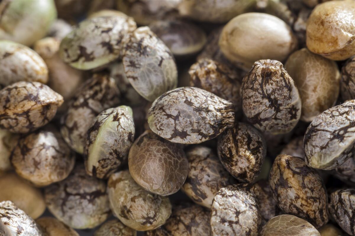 How To Plant Cannabis Seeds