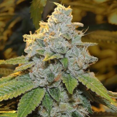 BEST INDICA SEEDS FOR SALE 1 Motor Breath Photo Fem 00D5 1