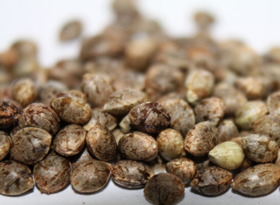 The Difference Between Regular And Feminized Cannabis Seeds Seeds