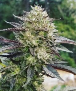 Ziplock Cannabis Seeds Archives