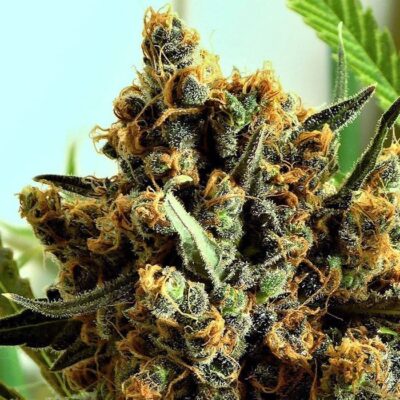 Buy feminized cannabis seeds in Australia 1 Criminal Feminized Cannabis Seeds