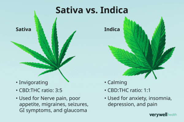 Indica Vs Sativa 1123887 Final 7E45F43Cf52D4B609Efd1645150763F3