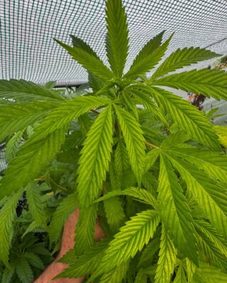 Signal 2024 12 28 19 22 55 429