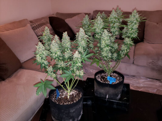 Two Cannabis Plants Before Harvest Grown Under 315 Lec 1